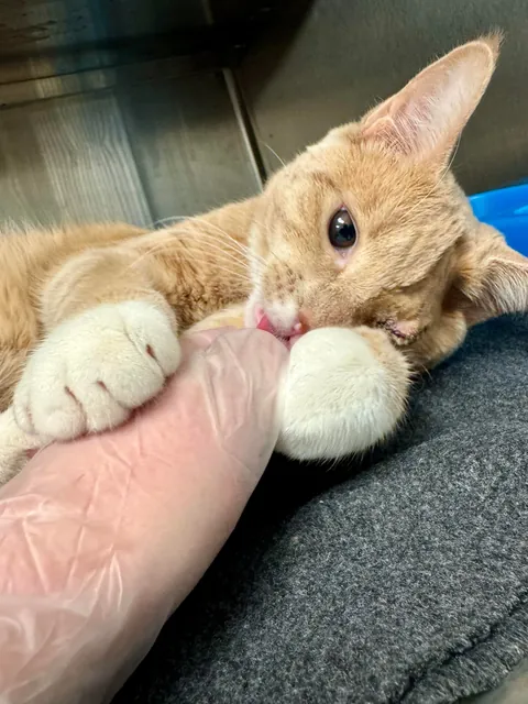 Im a shelter vet tech and my friend Atlas is feeling good after his procedure!