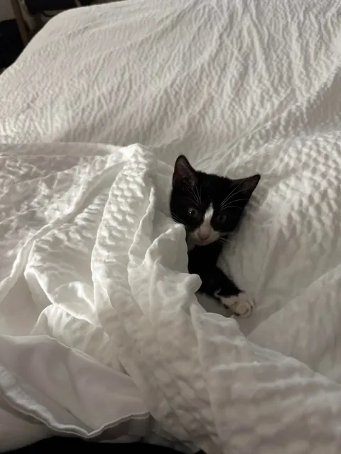 This little guy chose me at the gas station. He started crying out when he saw me, he was perched atop a tire of someone’s car at the gas pump. Everyone meet Smoochie!