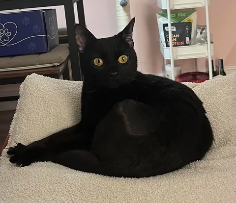 This is Sacha, picked her up just a few hours ago! First time cat mom :)