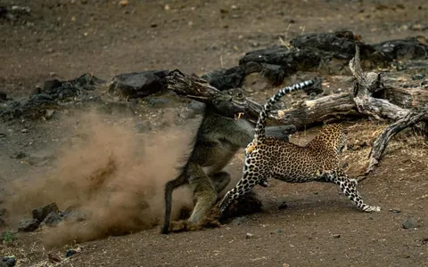 Leopard gets caught in the grasp of an angry alpha baboon