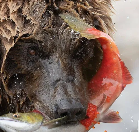 PsBattle: Grizzly Bear biting into a pregnant salmon