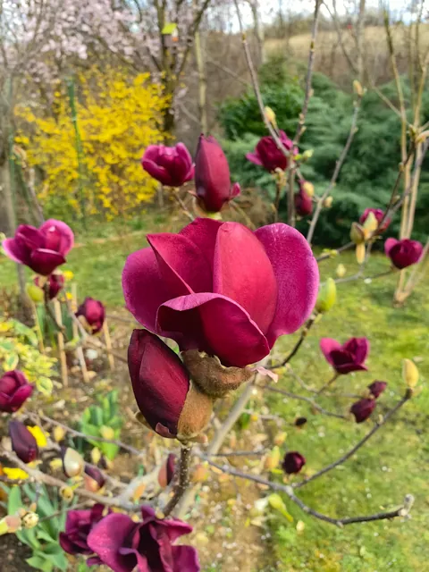 Magnolias in my Serbian garden