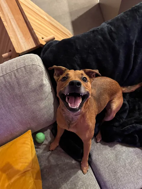 Hope Hector starts your weekend with a smile. And don’t forget to hug your fur babies