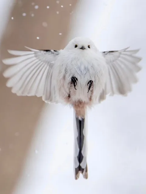 🔥Is the Long-Tailed Tit the Cutest Bird There Ever Was?