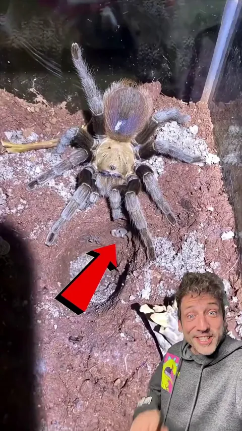 Spiders have pets now