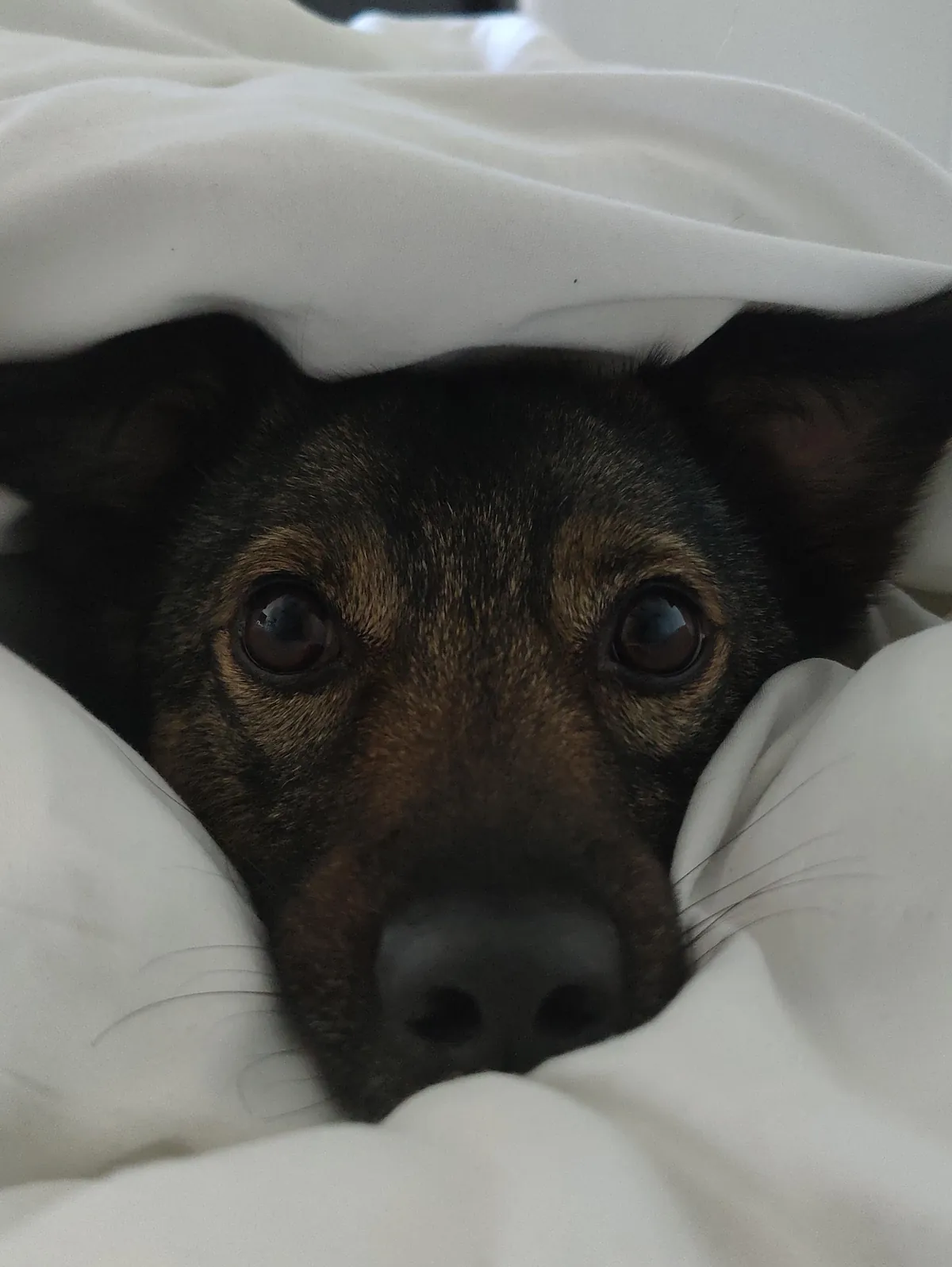 From killing center in romania to family and friends in germany.