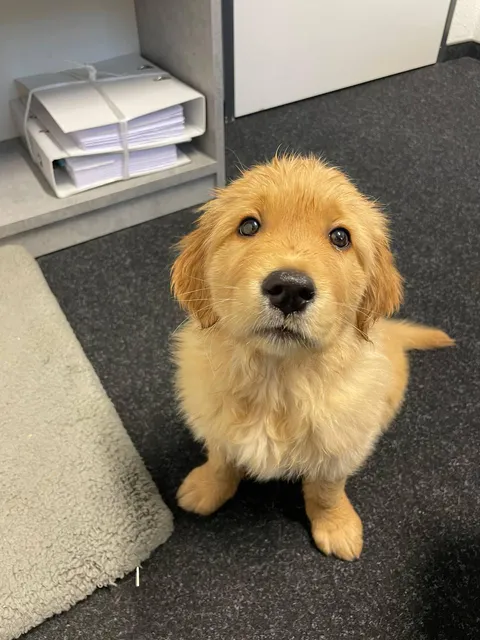 It’s impossible to focus on work if he is looking at you like this the whole shift
