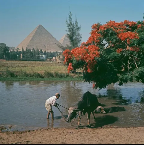 Pyramids of Giza, photographed in 1962.