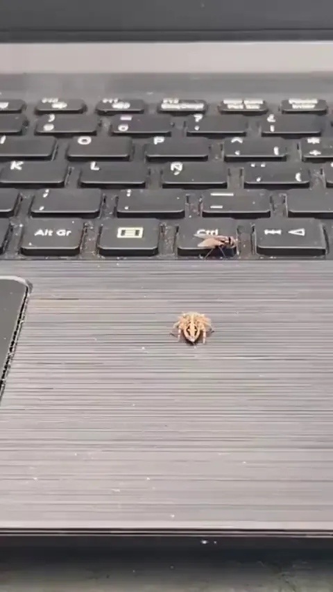 🔥 Jumping Spiders- Considered Cutest arachnids are damn fast 🔥