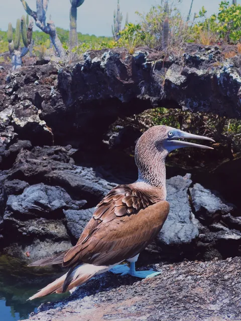 5 days in Galapagos in Sep 2025.