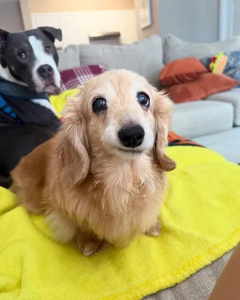 This dog has the most wholesome smile