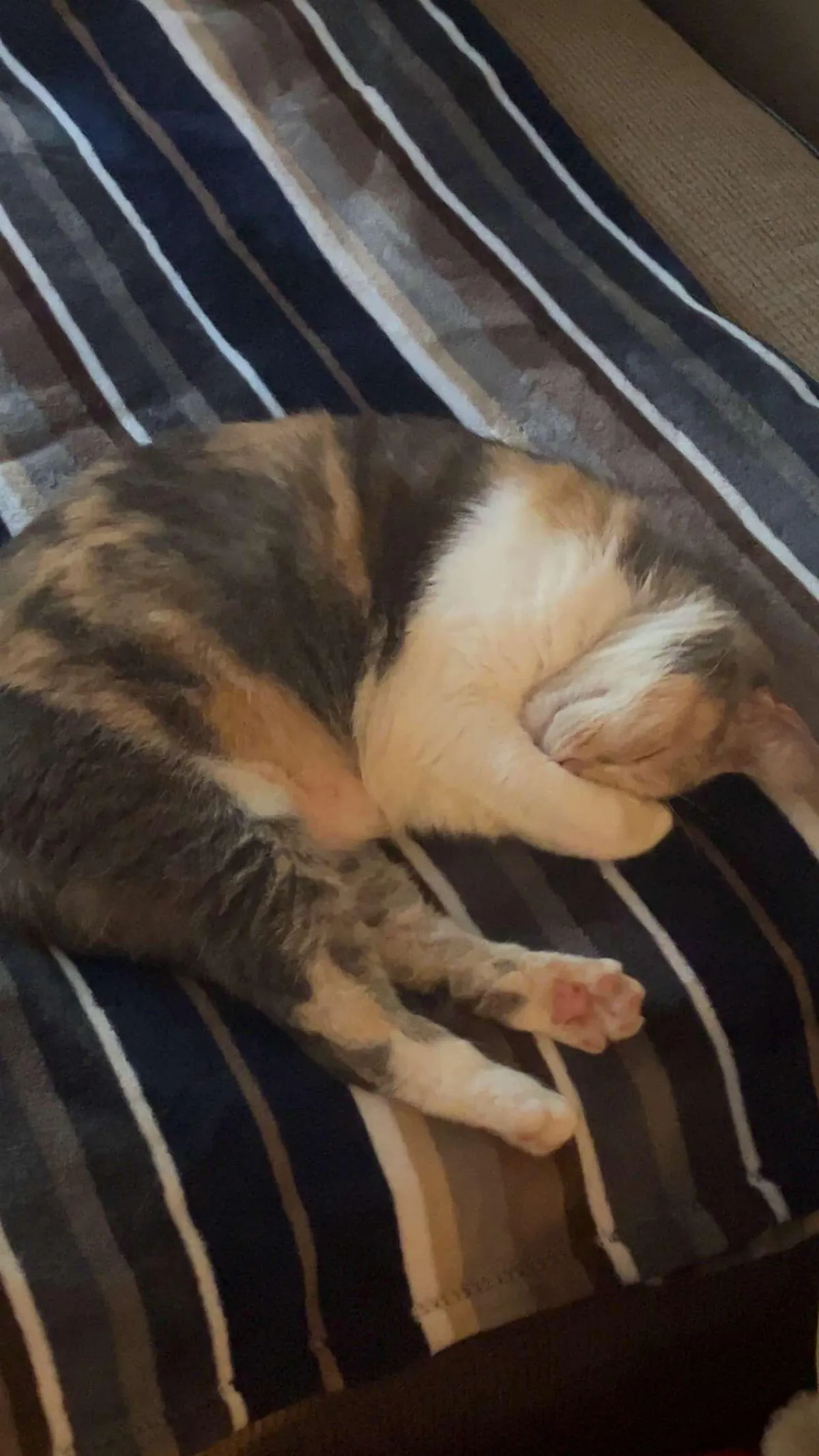 Let’s see the last picture you took of your cat 