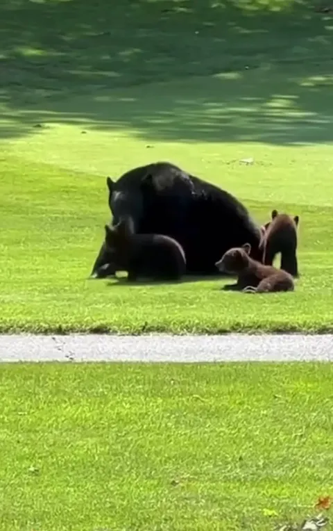 Mama bear enjoying a playdate with her little ones