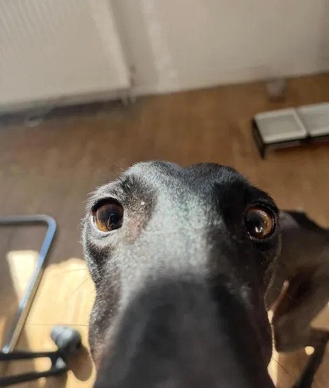 My fav funny pics of my two dogs Athena and Aurora