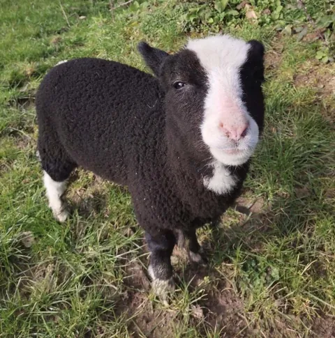 I’ve had my sheep Blackberry for a little over a year now. He has grown into such a big boy!!
