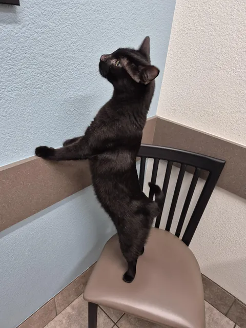 Took the local stray to the vet. He had the time of his life lmao.