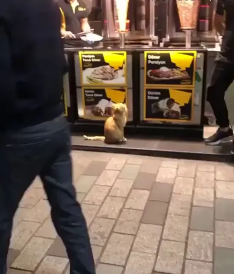 Stray cat in Istanbul getting food from a small eatery.