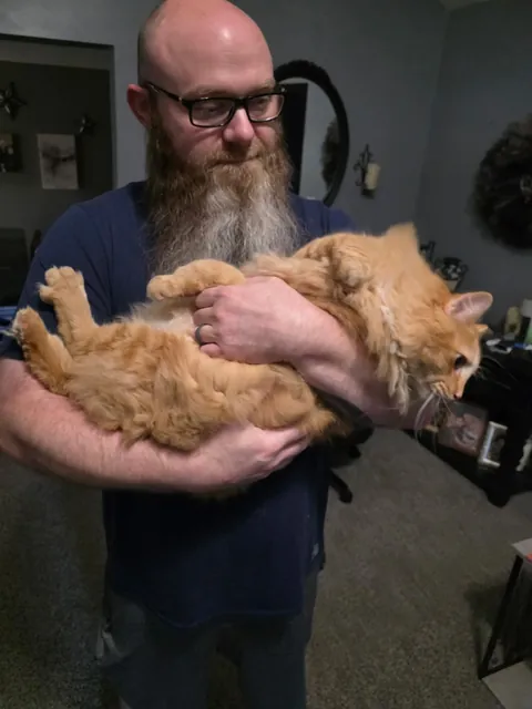 We adopted a fifth cat today! Everyone meet Gus, our orange chonky floof.