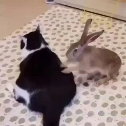 Professional massage