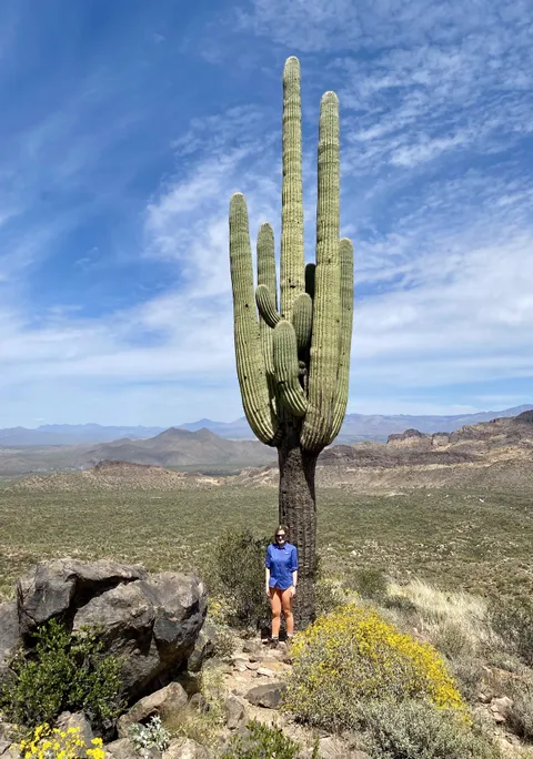 🔥Big ol’ Saguaro cactus in Arizona