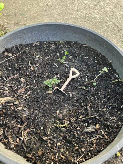 My 4 year old’s trash garden is actually growing and I think I’ve made a mistake