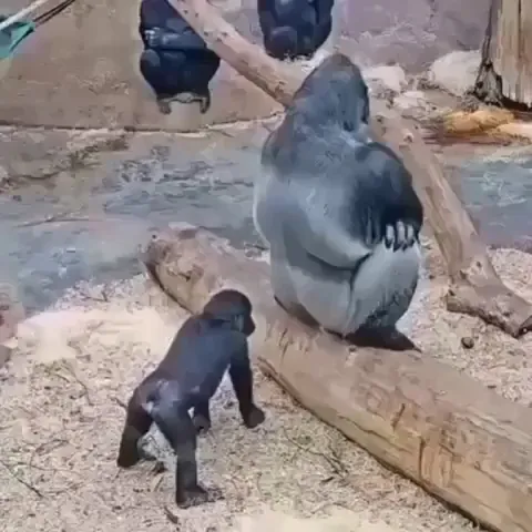 When the hand came out of the log I absolutely lost it 😂🦍