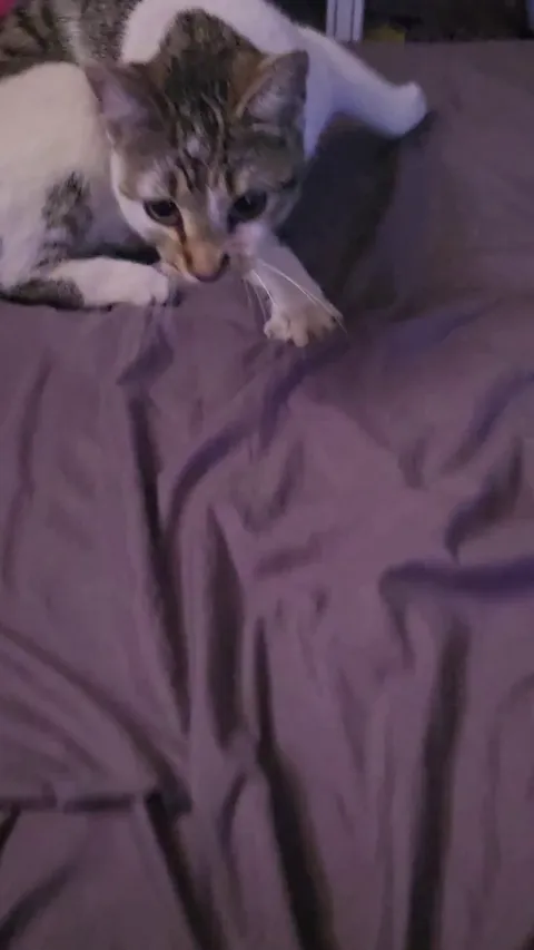 Man viciously attacked by beast in his own bedroom