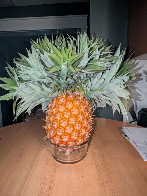 Unusual pineapple from the garden. 