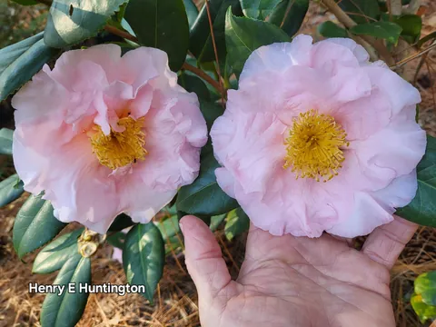 Winter camellia bouquet