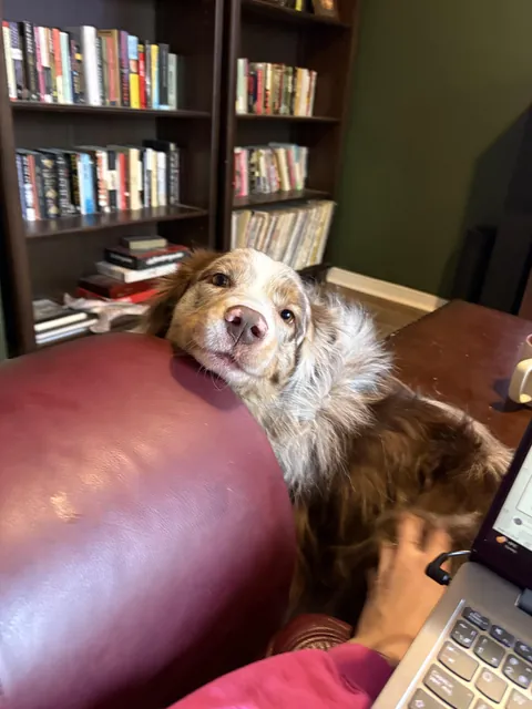 The way my pupper looks at me when I give him bum scritches 🥰