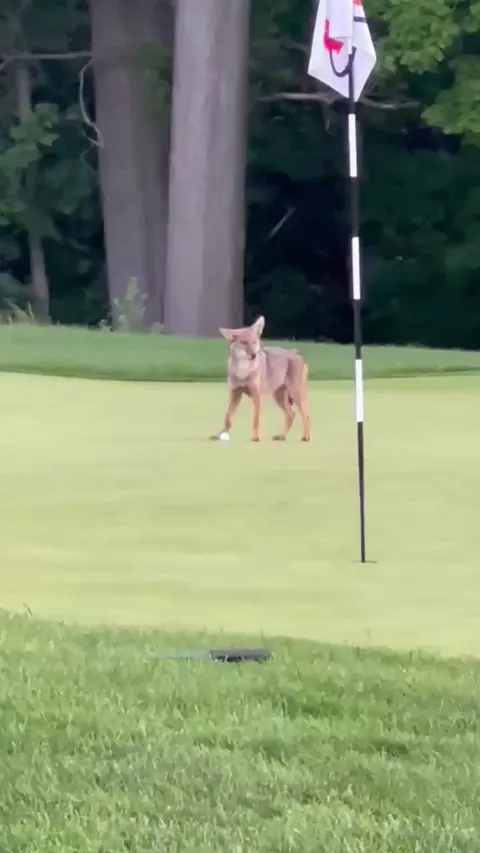 A new hazard on the golf course has emerged