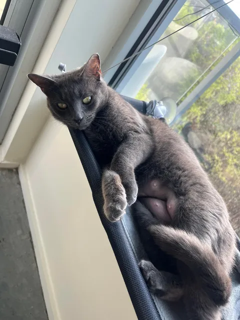 Rescued her only 72 hours ago. Meet Denim