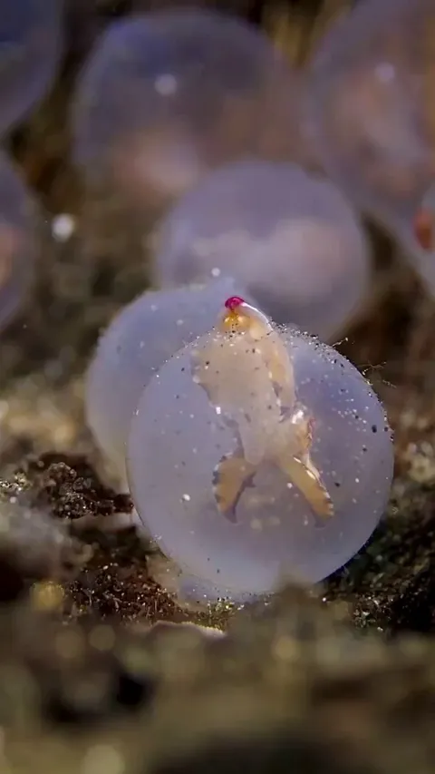 🔥Baby Metasepia pfefferi, also known as the flamboyant cuttlefish