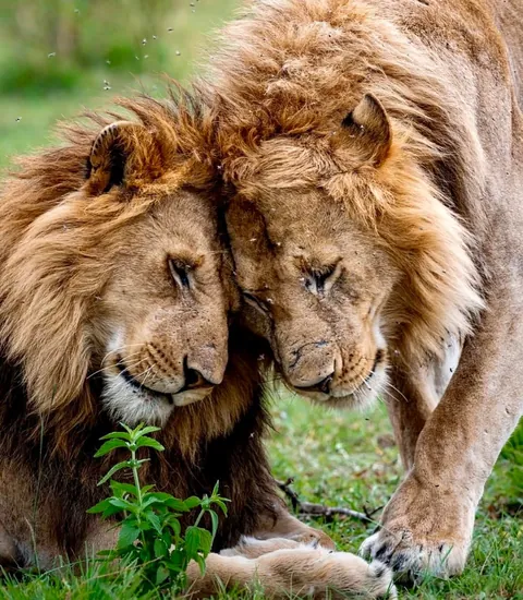 🔥 These Are the Sopa Boys—An Iconic Brotherhood of Four Male Lions That Hunt Together Across Kenya’s Maasai Mara
