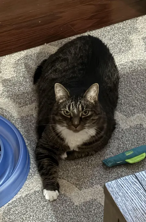 I always have to tell people that he is super friendly and this is just his face.