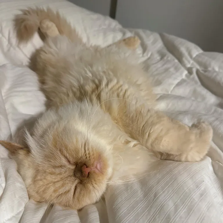 Meet Potato (Po for short) a rescue from Egypt 