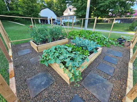 My first crack at gardening