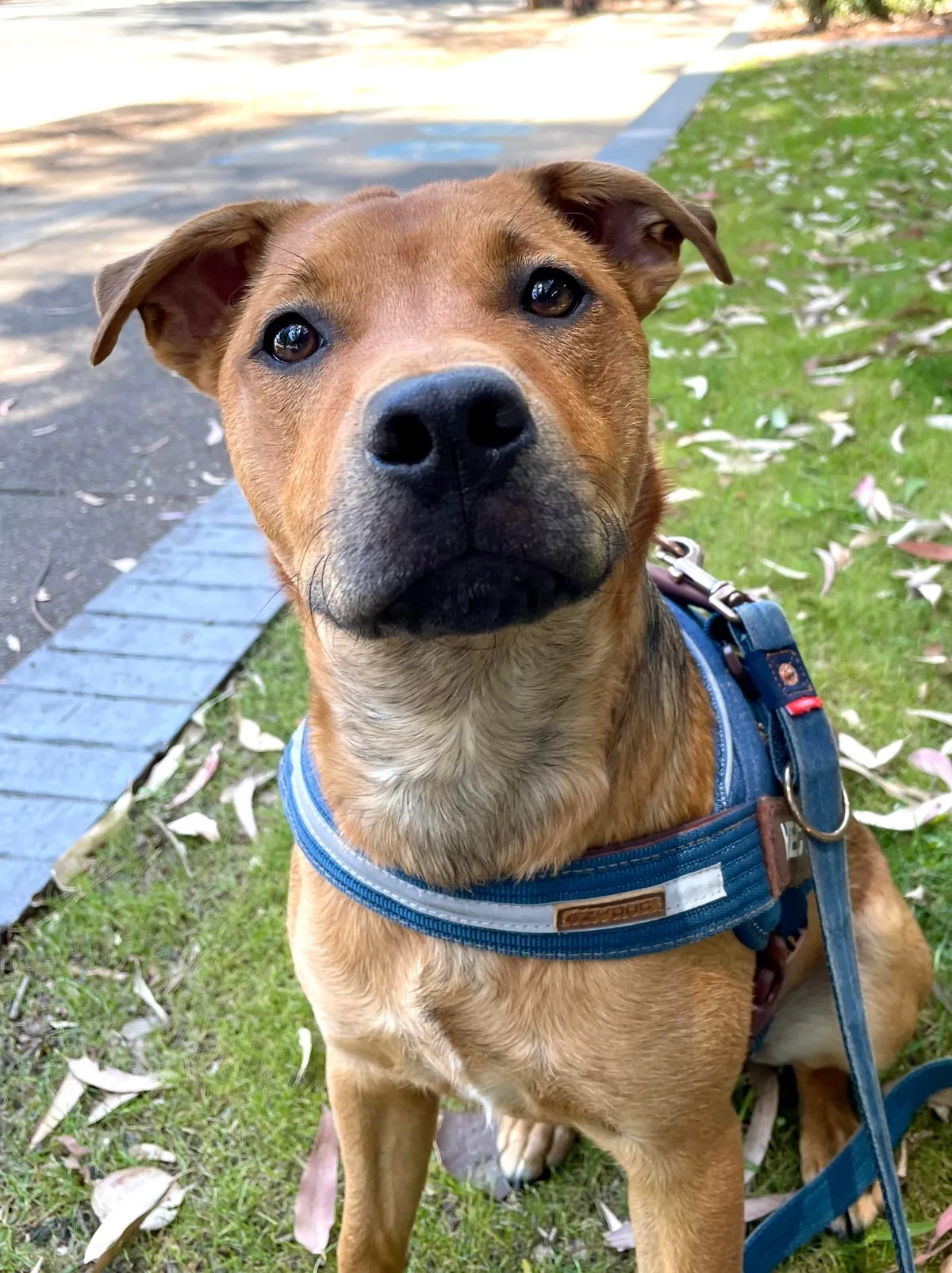 Hector is a bit of a cuddle bug, it’s the best!😘🐕