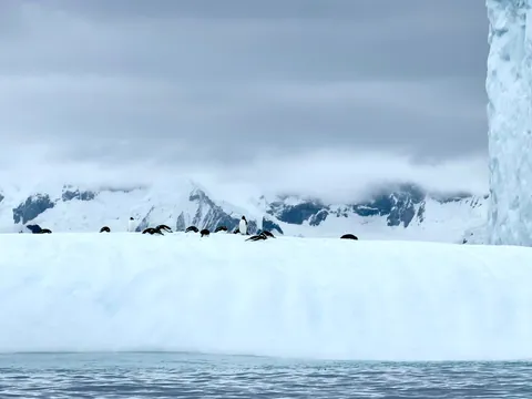 10 days in Antarctica: Wildlife, the Drake Passage and what the expedition was like [OC]