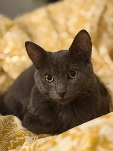 A year ago, this little nugget was found inside a Humvee. Introducing Midnight.