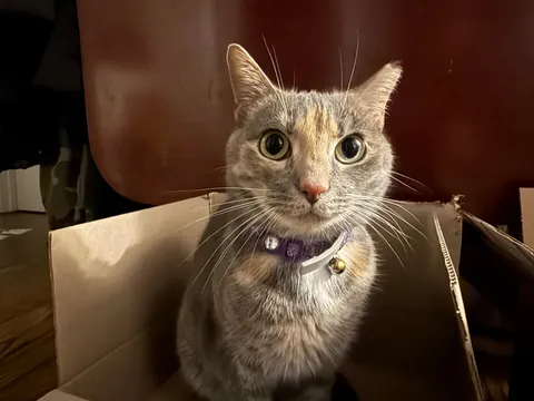 Cassidy loves the box.