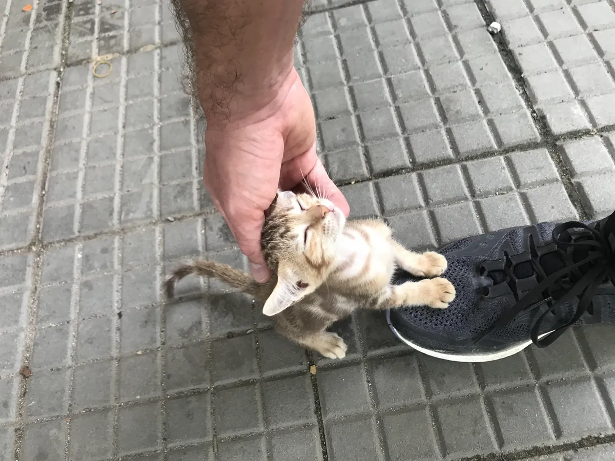 I was chosen by a kitten in the park