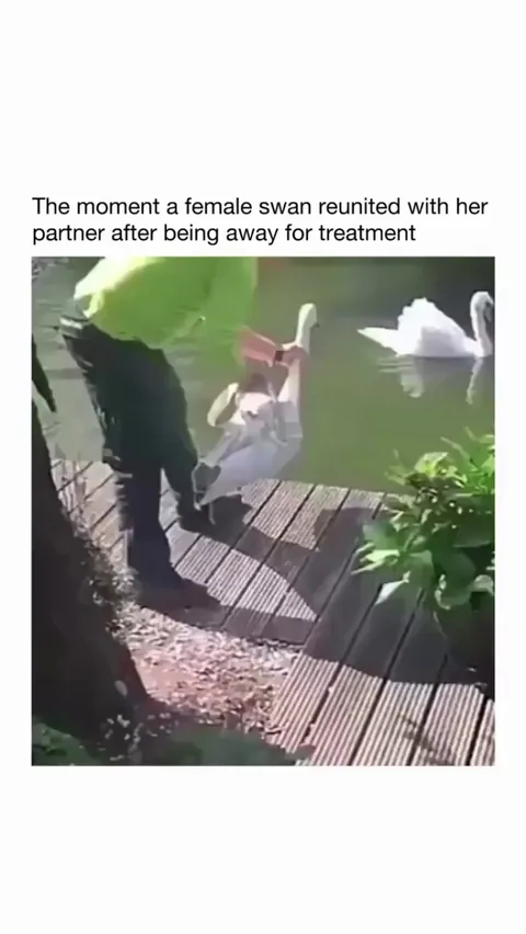 3 weeks apart while she was treated for illness, and this swan’s reunion with her partner is everything ❤️