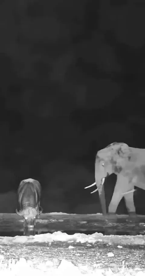 🔥 Elephant wants its favourite spot at the waterhole. Buffalo says no