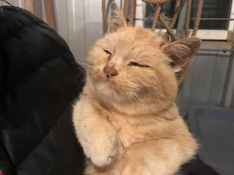 Not many farm cats make it to 18, but Carrot has