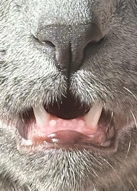 What are these cute teeth called and any interesting facts about them?
