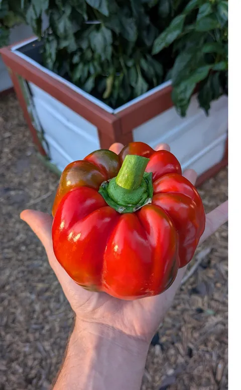 This was my very first time growing a red bell pepper.