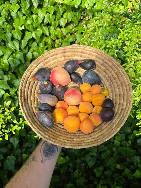 Summer fruit harvests