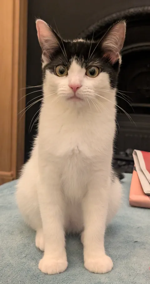 My kitten has no jawline and is 90% neck