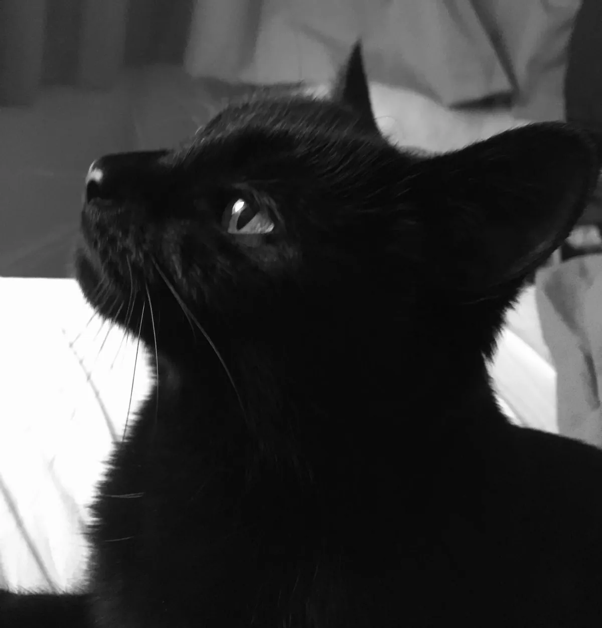 Goodbye to my best friend